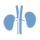 ENDOCRINOLOGIA
